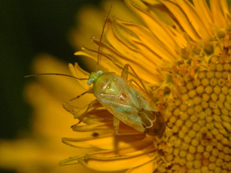 Miridae: Taylorilygus apicalis